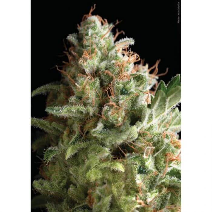 American Pie Auto