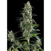 Auto Amnesia Gold