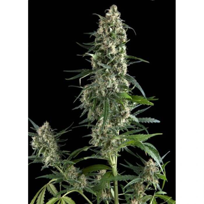 Amnesia Gold Auto