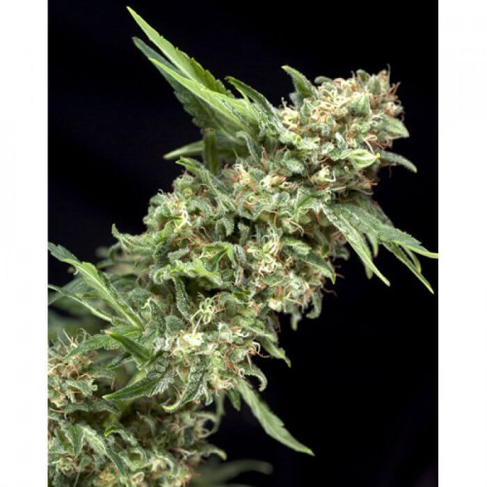 Alpujarreña Auto
