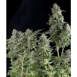 Auto Northern Lights