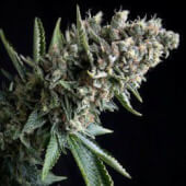 Auto Nefertiti