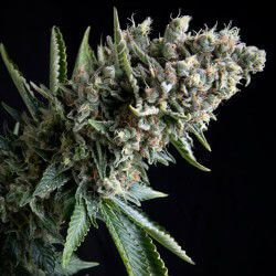 Nefertiti Auto