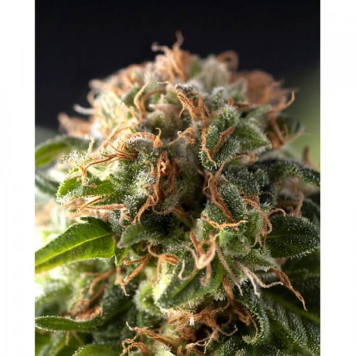 Fresh Candy Auto