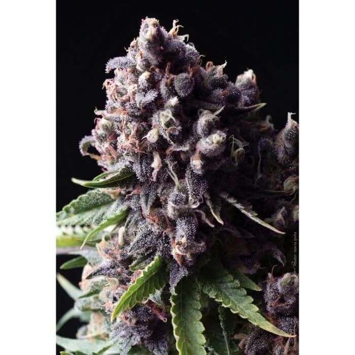Purple Auto