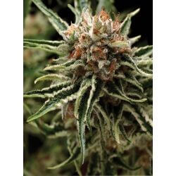 Shark Auto