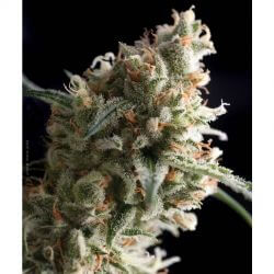 Super Hash Auto