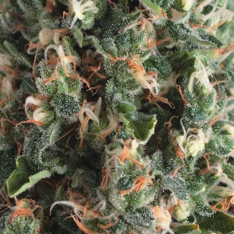 Super OG Kush Auto
