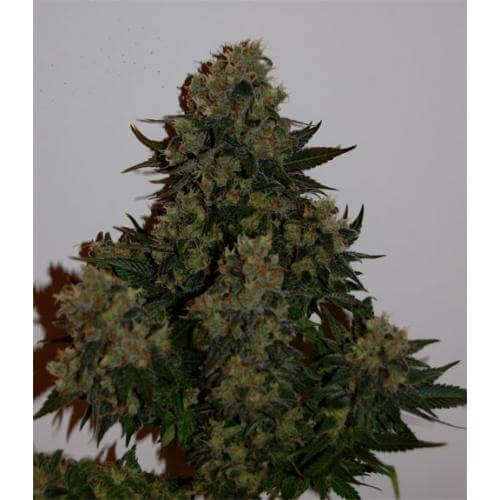 Tutankhamon Auto