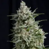 Anesthesia