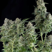 Northern Lights CBD