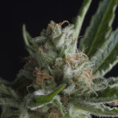 Shark CBD