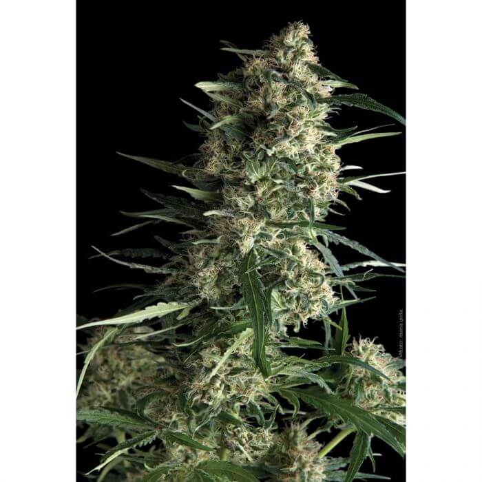 Galaxy Auto