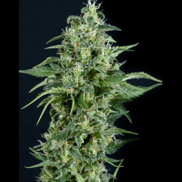 Kryptonite Auto