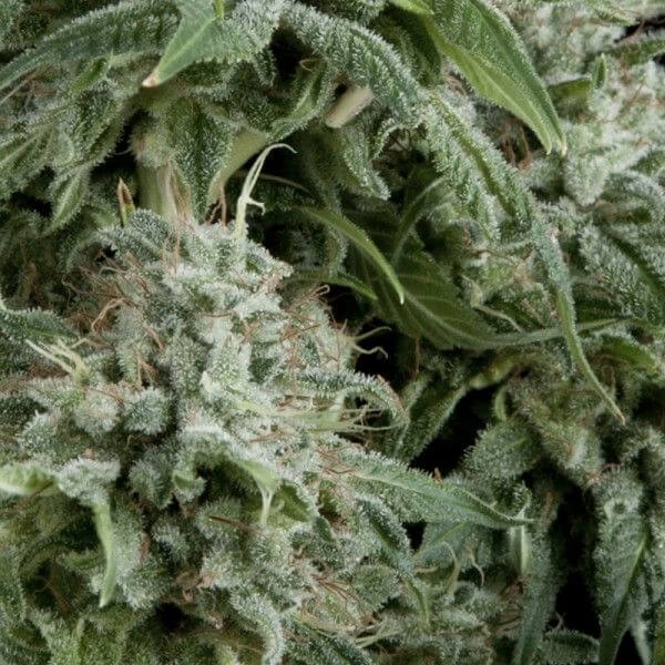 Northern Ligthts Auto CBD