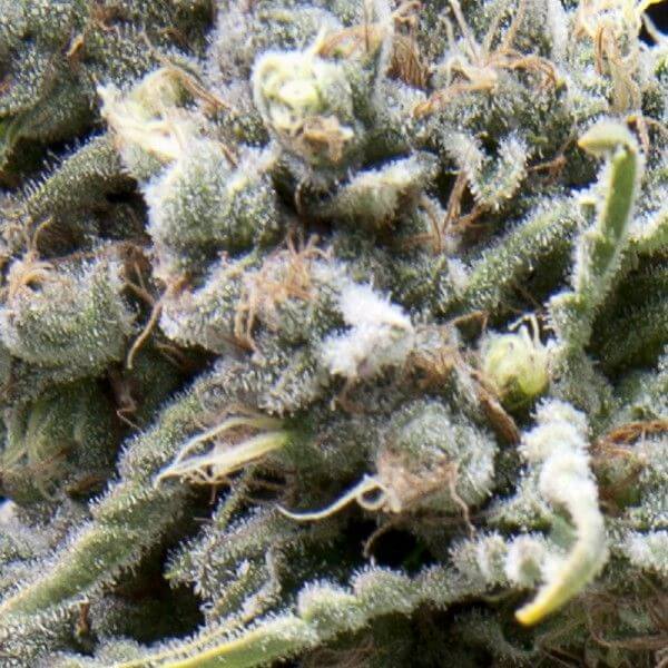 White Widow Auto CBD