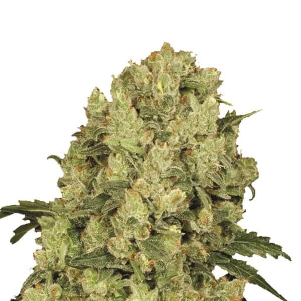 AK-48