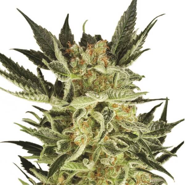 AK-48 Auto