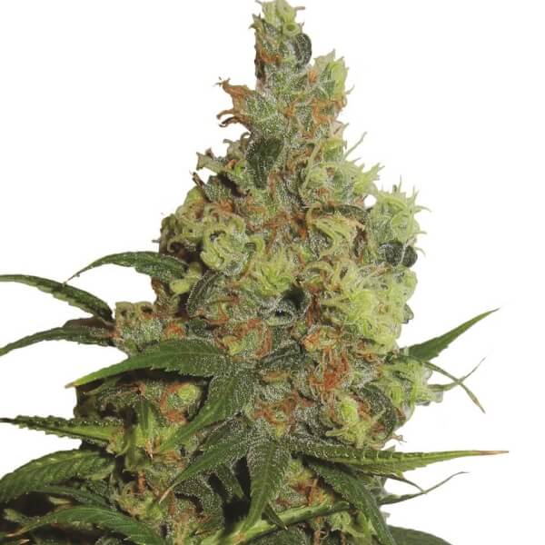 Amnesia Haze Automatic