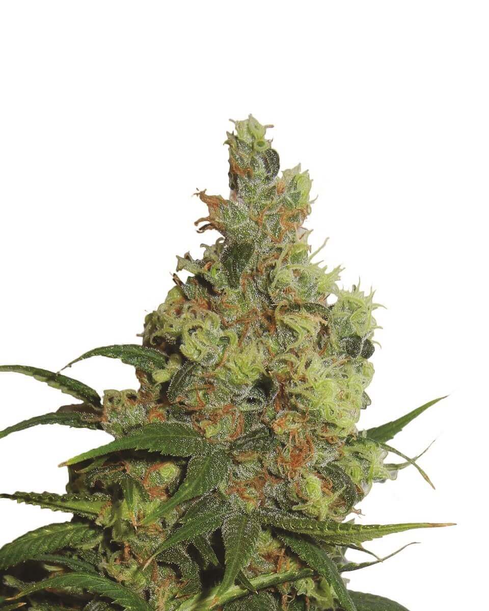 Amnesia Haze Auto