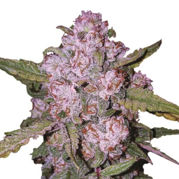 Aurora Indica