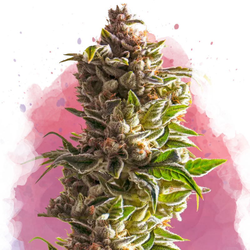 Aurora Indica