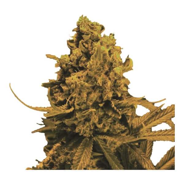 Blueberry Kush Auto