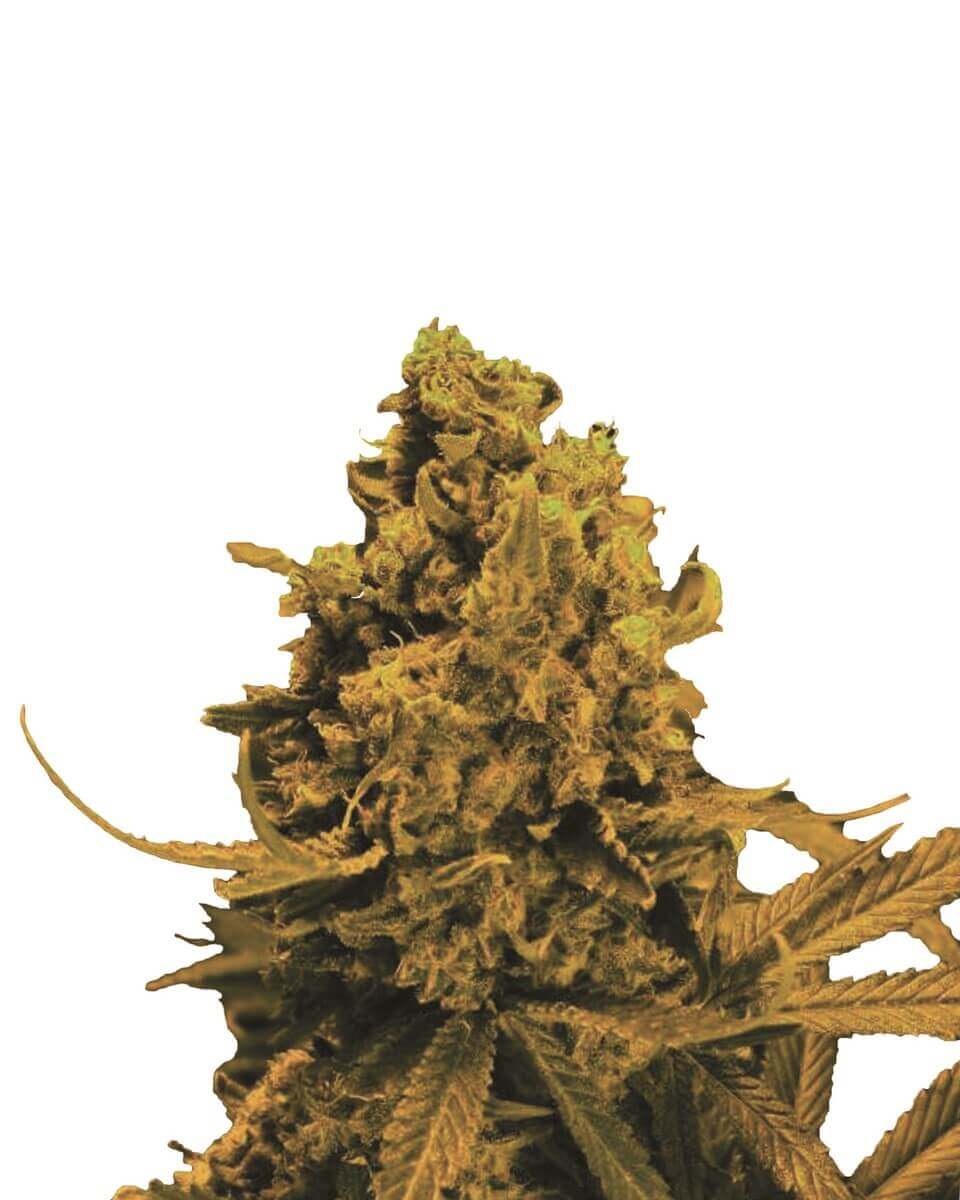 Blueberry Auto