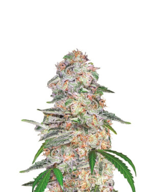 Blue Dream