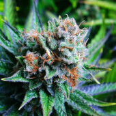 Blue Dream