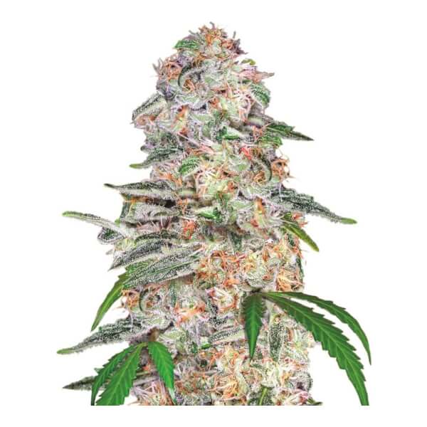 Blue Dream