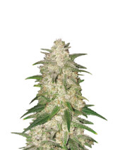 Gelato
