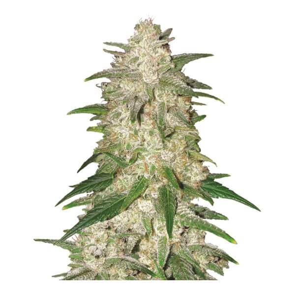 Gelato