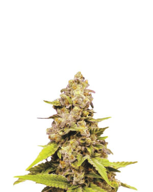Bubblelicious Auto