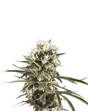 Lemon OG Haze Auto