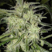 Lemon OG Haze Auto