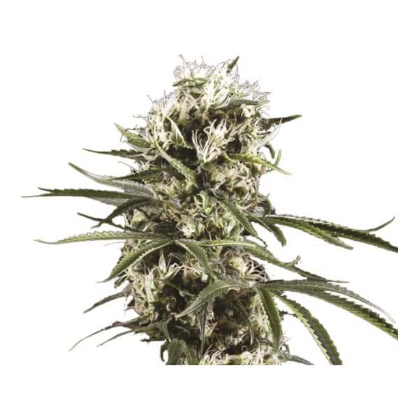 Lemon OG Haze Auto