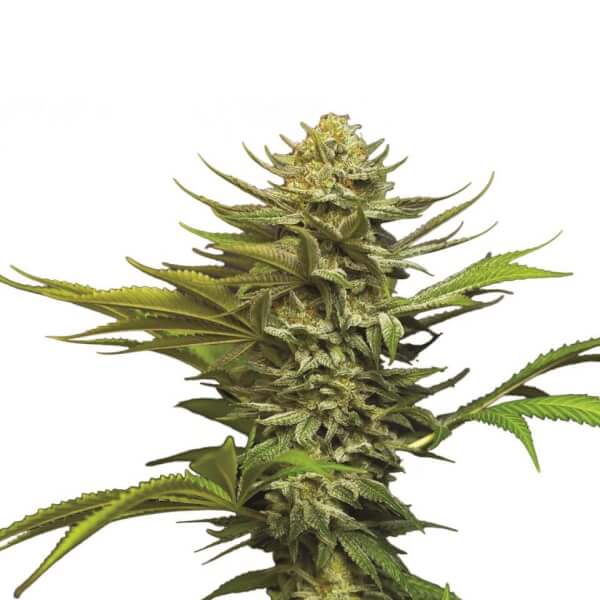Girl Scout Cookies Auto