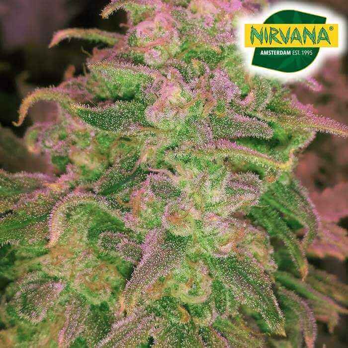 Hawaii Maui Waui Auto