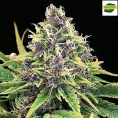 Auto Hindu Kush
