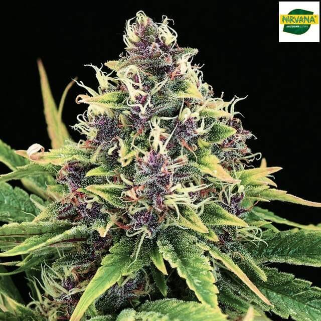 Hindu Kush Auto