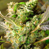 Somango XXL