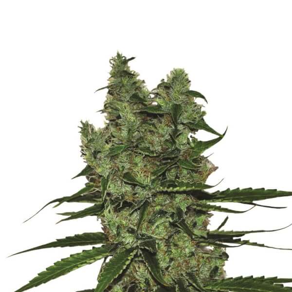 Somango XXL