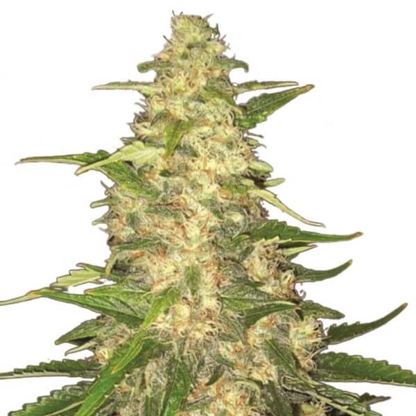 Big Bud Seeds