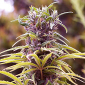 Durban Poison