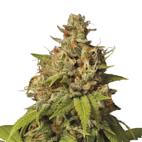 Durban Poison
