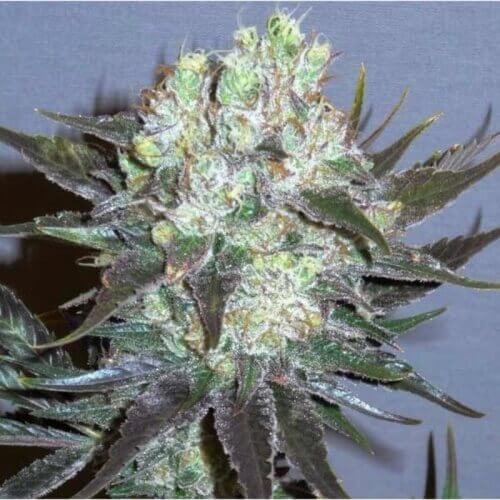 GG-48 Auto