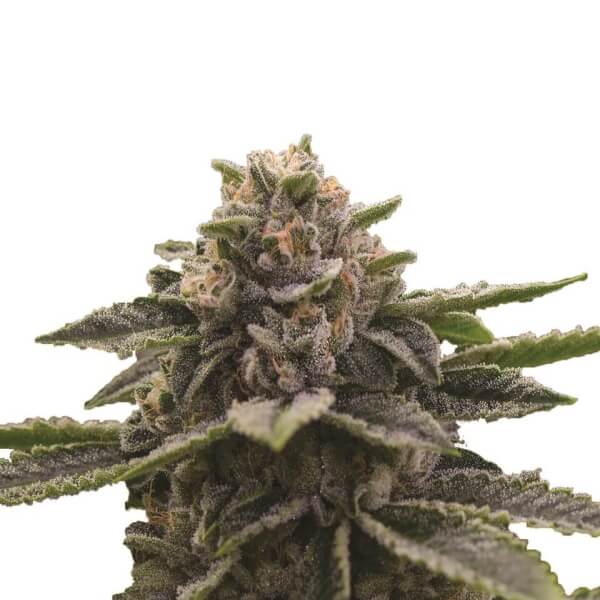 Girl Scout Cookies