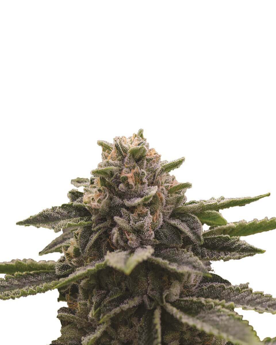 Girl Scout Cookies