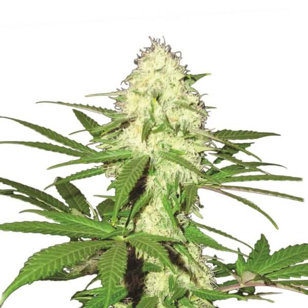 Skunk 1